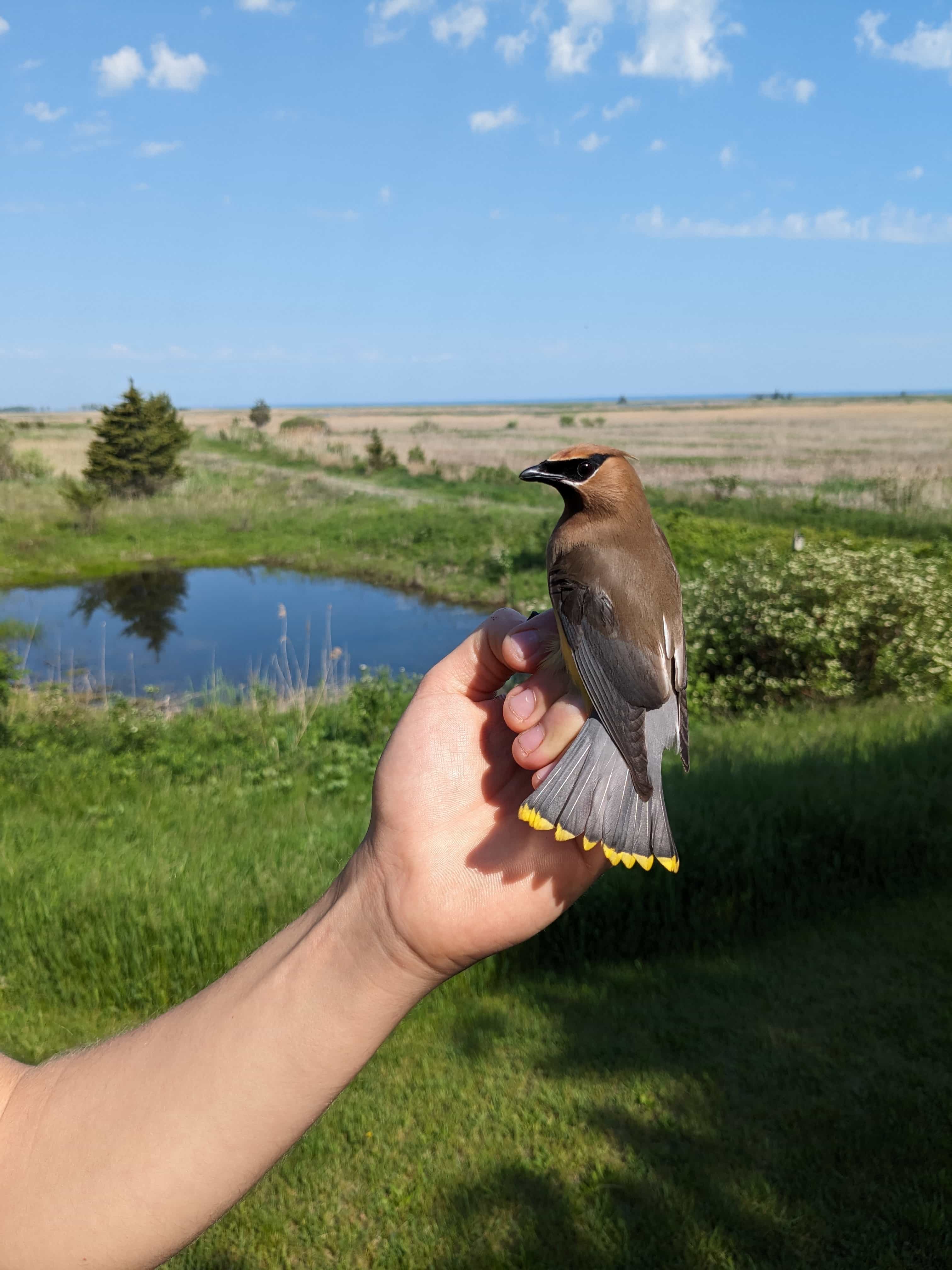 Cedar Waxwing